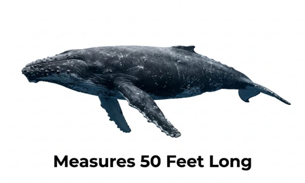 9. Adult Humpback Whale