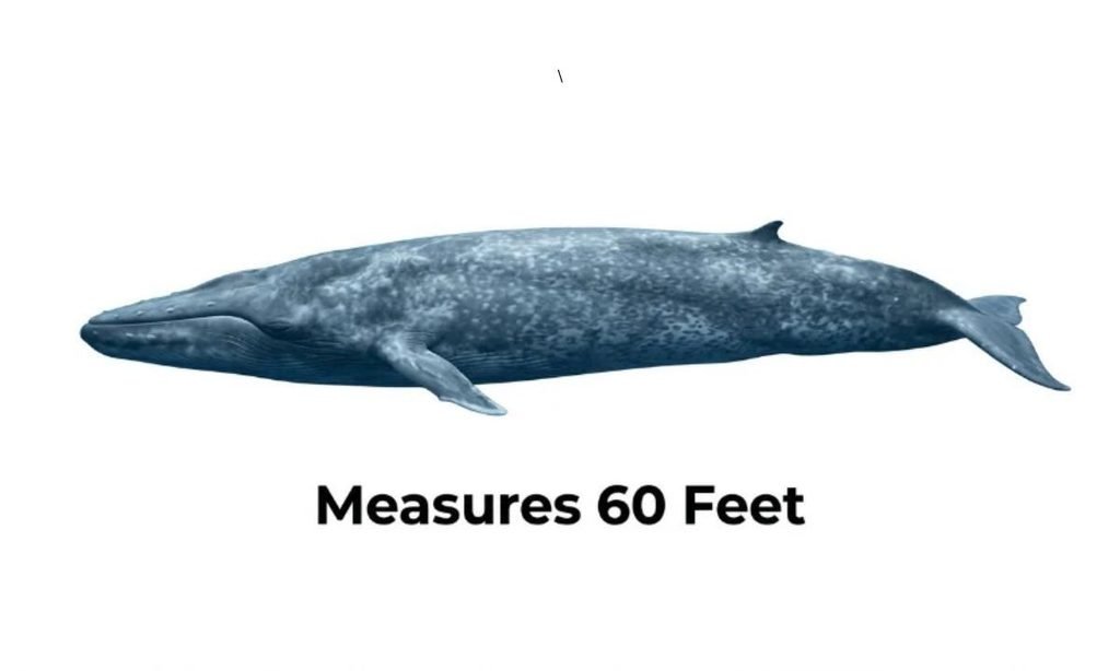 Young Blue Whales